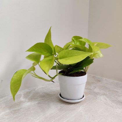 Golden Money Plant in Ceramic Pot with Bottom Tray