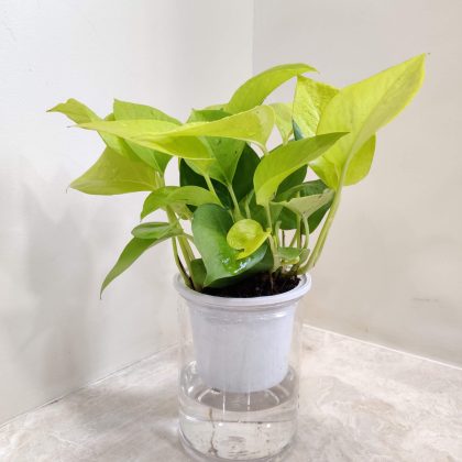 Golden Money Water Plant 10 cm pot