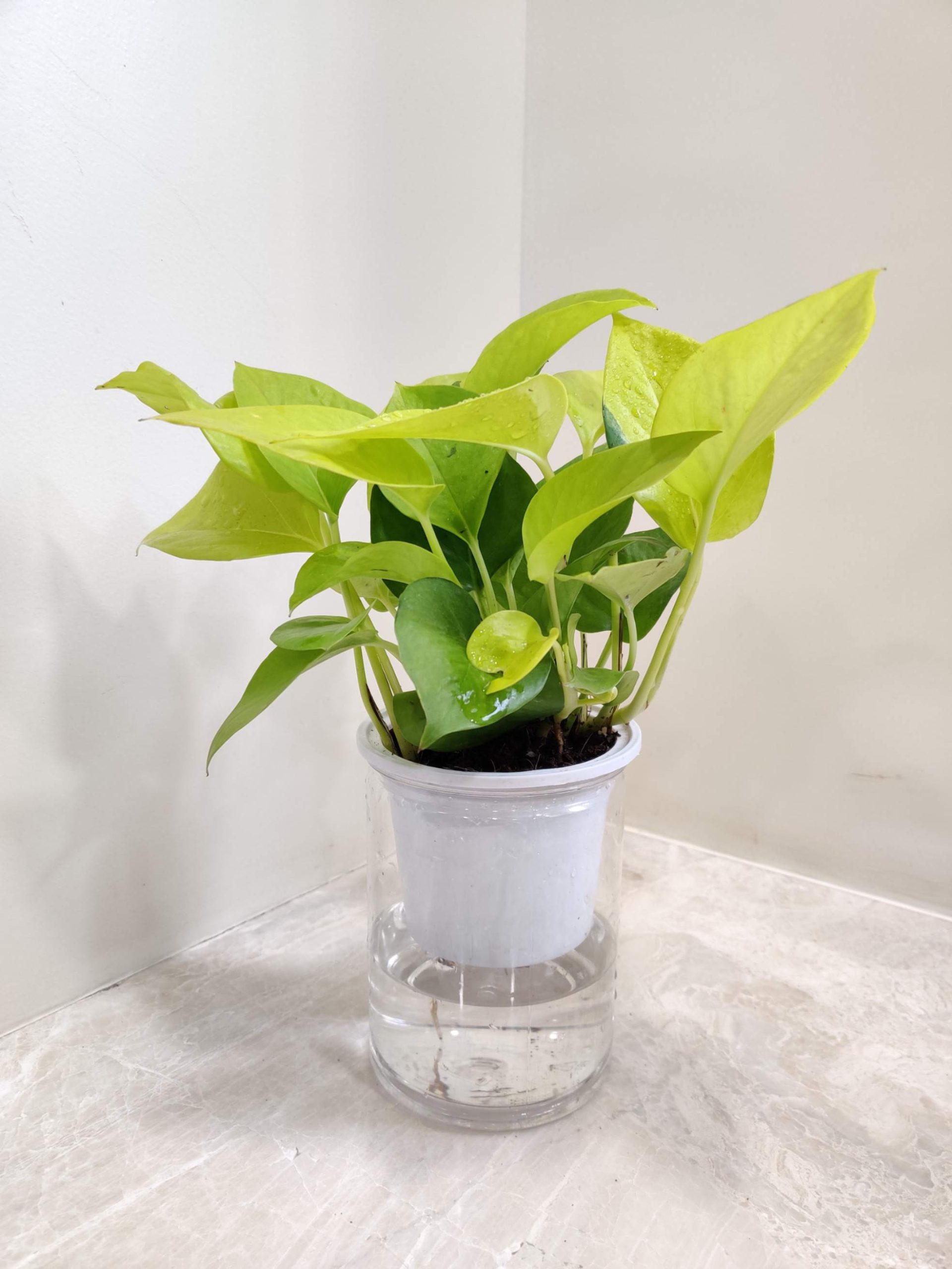 Golden Money Water Plant 10 cm pot