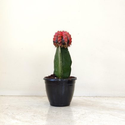 Grafted Red and Black Cactus 8.5 cm pot