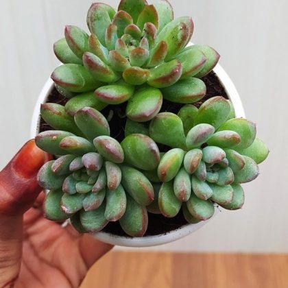 Graptoveria 'Bashful' 8.5 cm pot