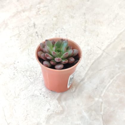Graptoveria 'Bashful' Small 5.5 cm pot