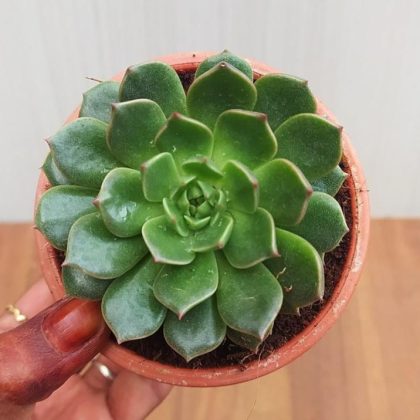 Graptoveria Olivia 8.5 cm pot