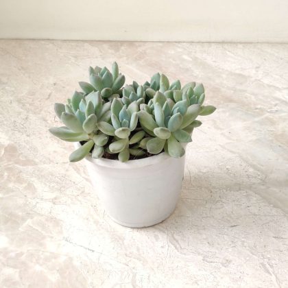 Graptoveria Opalina 12 cm pot