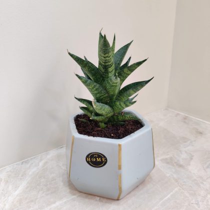Green Dwarf Snake Plant in Modern Ceramic Pot