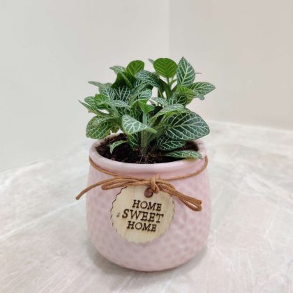 Green Fittonia in Modern Pink Ceramic Pot