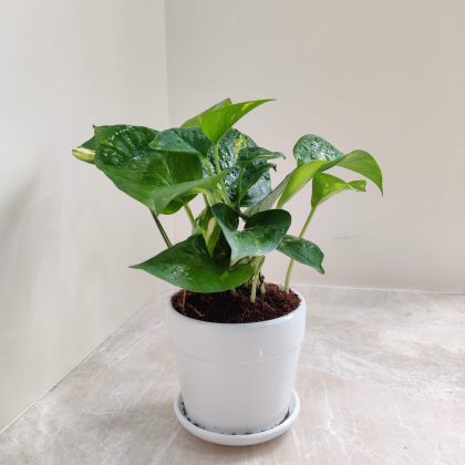 Green Money Plant in Beautiful Ceramic Pot