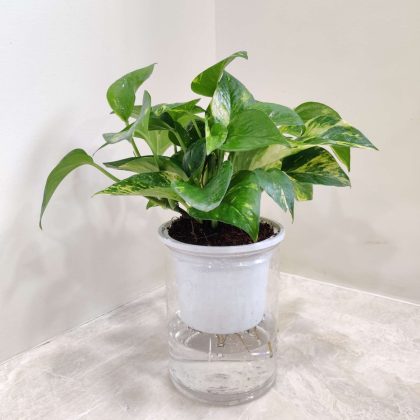 Green Money Water Plant 10 cm pot