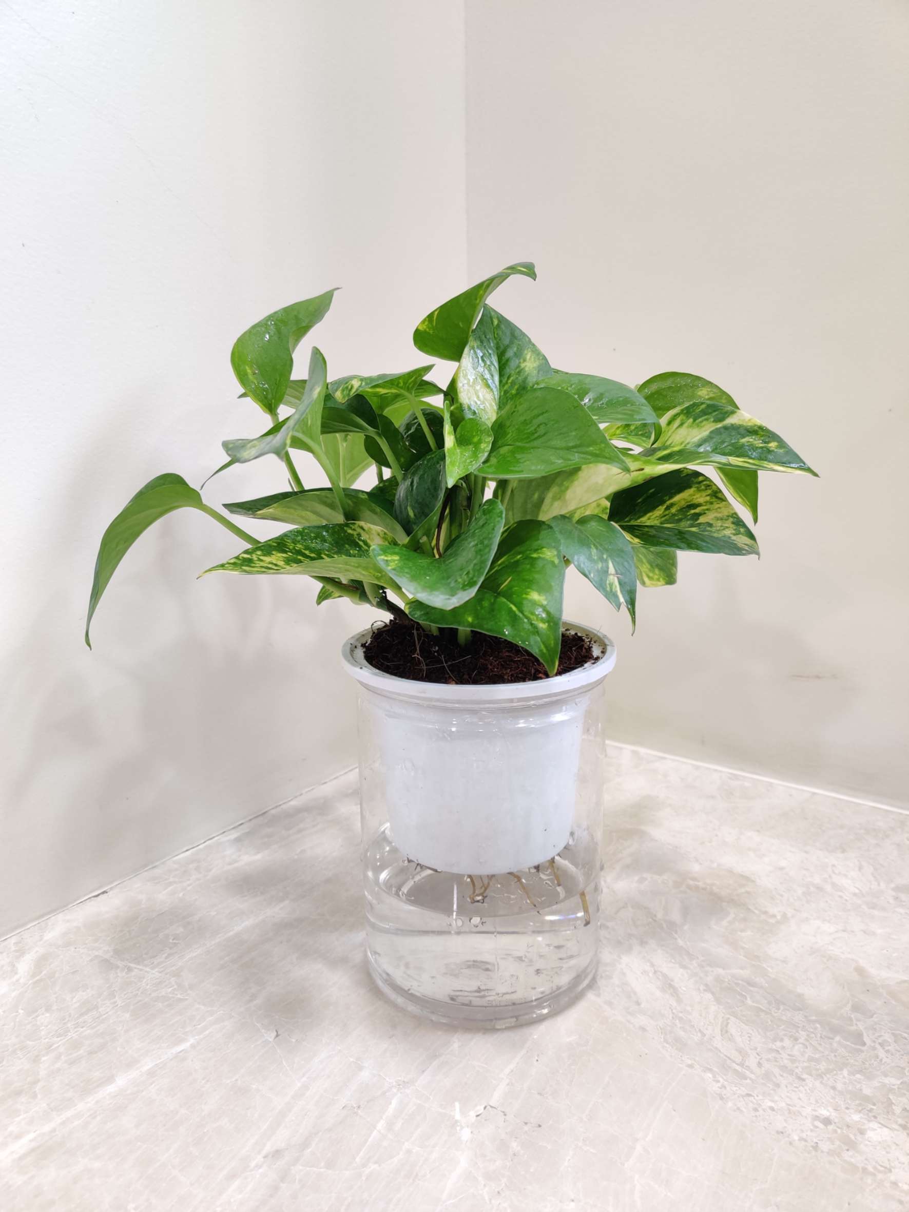 Green Money Water Plant 10 cm pot