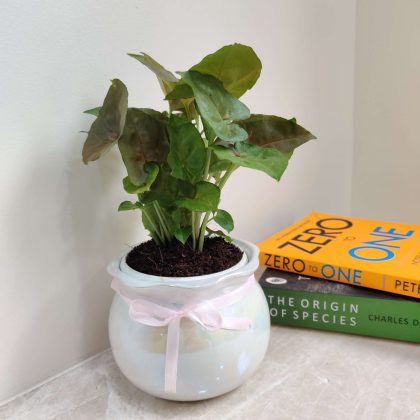 Green Syngonium Plant in Matka Ceramic Pot