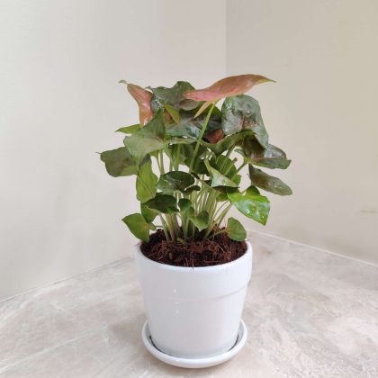 Green Syngonium Plant in White Ceramic Pot
