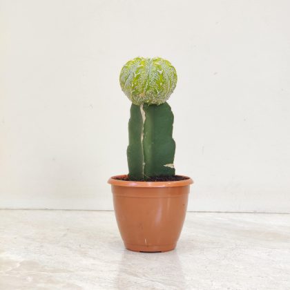 Gymnocalycium Green catus 8.5 cm pot