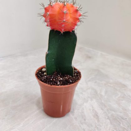 Gymnocalycium Orange Moon Cactus 5.5 cm pot