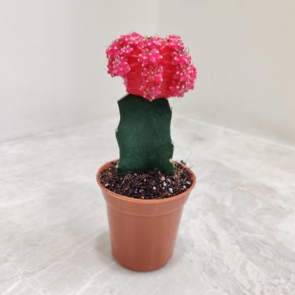 Gymnocalycium Pink Moon Cactus 5.5 cm pot