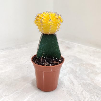 Gymnocalycium Yellow Moon Cactus 5.5 cm pot