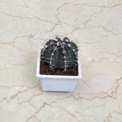 Gymnocalycium mihanovichii cactus 12 cm pot