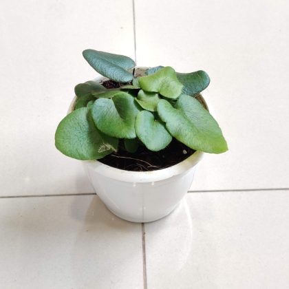 Heartleef Fern 8.5 cm pot