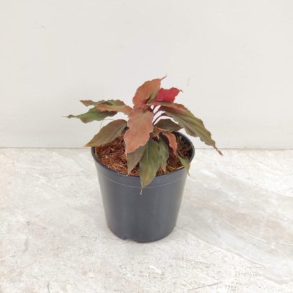 Homalomena Humilis 'Red Velvet' 10 cm pot