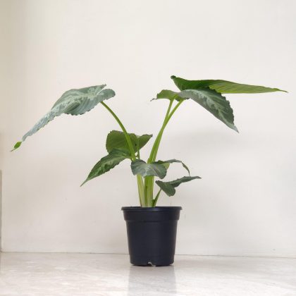 Homalomena Schismatoglottis 12 cm po