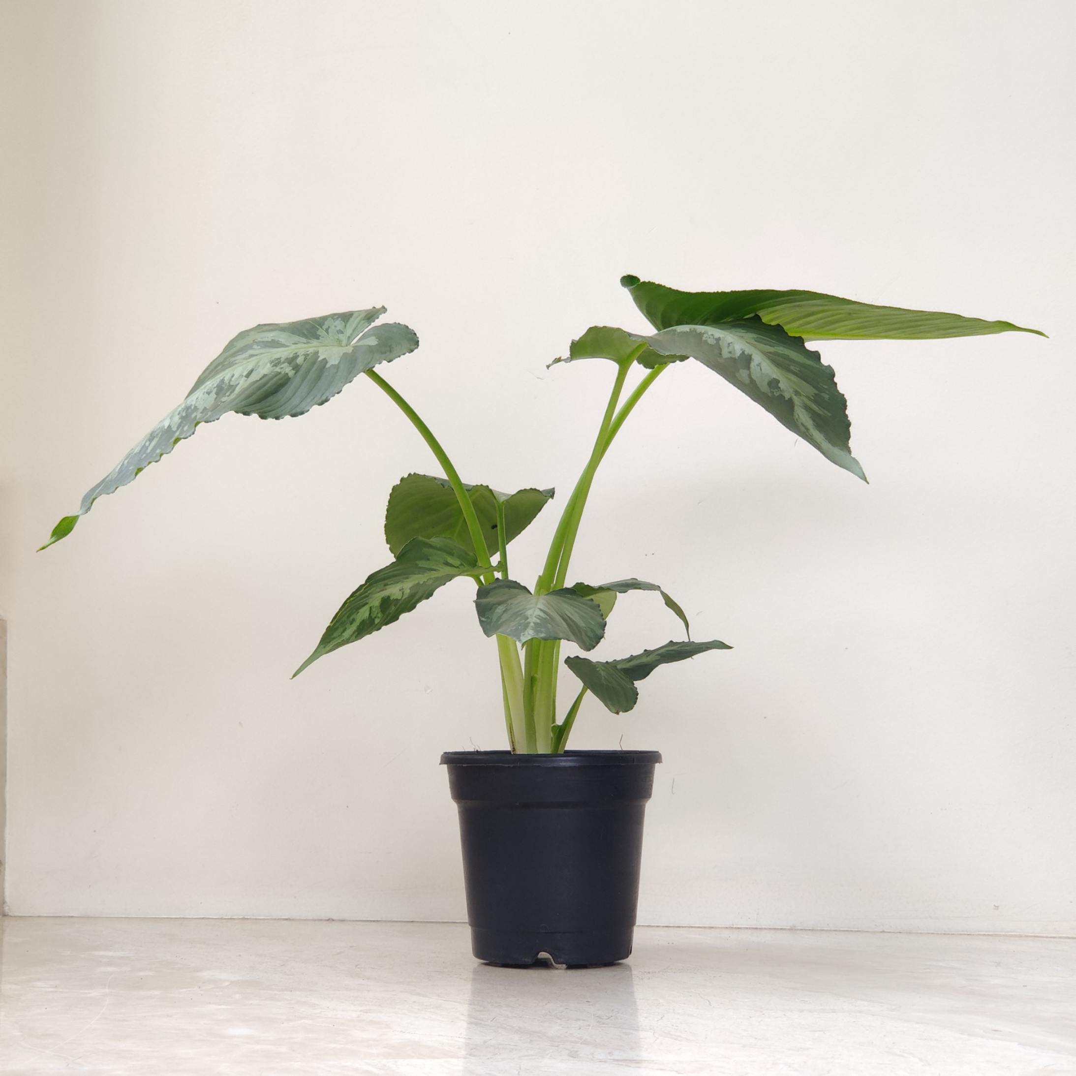 Homalomena Schismatoglottis 12 cm po