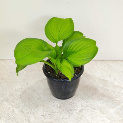 Hosta 'Stained Glass' 12 cm pot