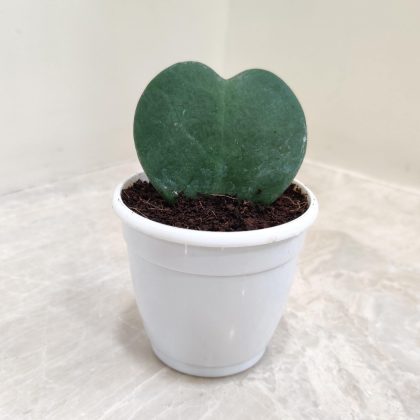 Hoya Heart Green 7 cm pot