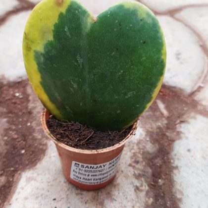 Hoya Heart Verigated 5.5 cm pot