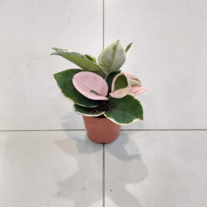 Hoya Verigated 5.5 cm pot
