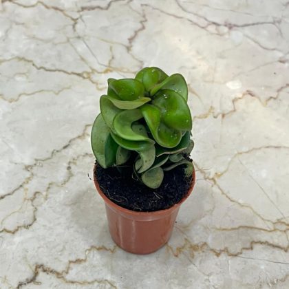 Hoya carnosa 'Compacta' 5.5 cm pot