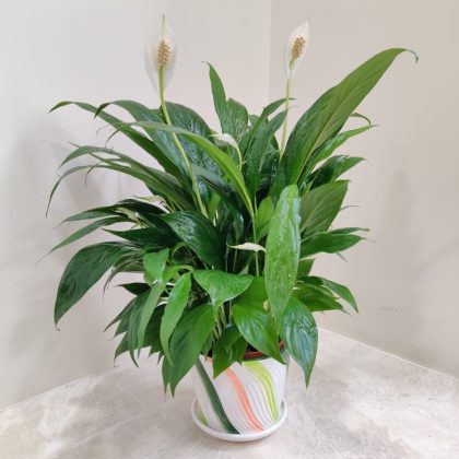 Imported Peace Lily Plant in Modern Ceramic Pot
