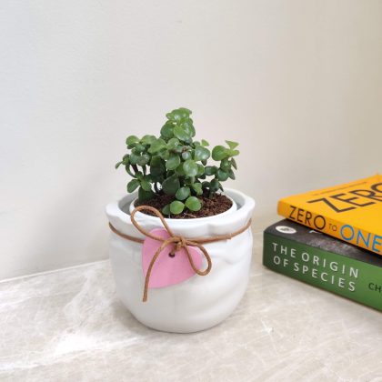 Jade Plant in Small Ceramic Pot