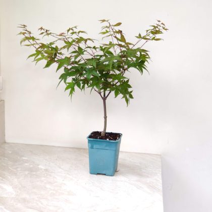Japanese Maple (Acer Palmatum) 13.5 cm pot