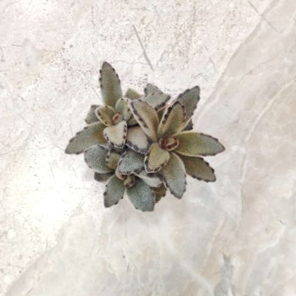 Kalanchoe 'Chocolate Soldier'' 5.5 cm pot