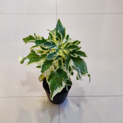 Kalanchoe Laciniata Variegated 12 cm pot