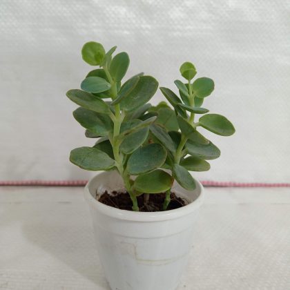 Kalanchoe Marnieriana, 7 cm pot