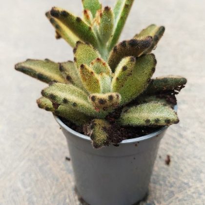 Kalanchoe Tomentosa 'Chocolate Soldier' 5.5 cm pot