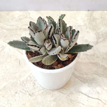 Kalanchoe tomentosa (Panda Plant) 12 cm pot