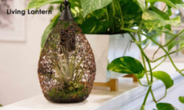 Living Lantern