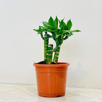 Lotus Bamboo 3 stem (thin) in 10 cm pot