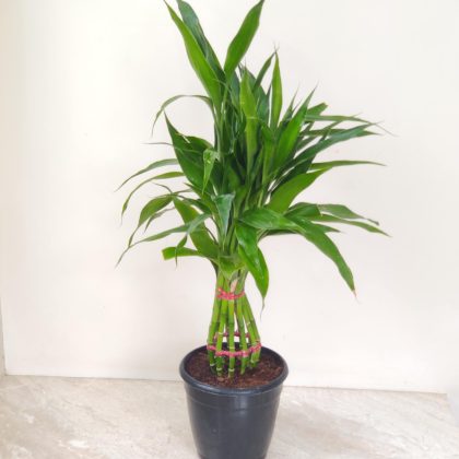 Lucky Bamboo Braided 15 cm pot