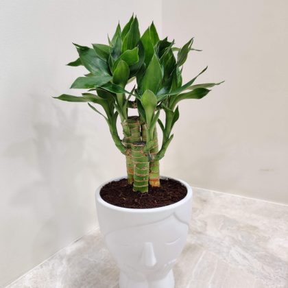 Lucky Bamboo Plant in Face Ceramic Pot