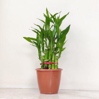 Lucky Bamboo Stepping Tower Shape 12 cm pot
