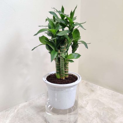 Lucky Bamboo Water Plant 10 cm pot