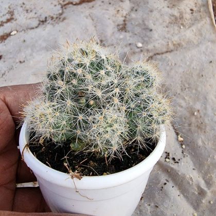 Mammilaria Prolifera 7 cm pot