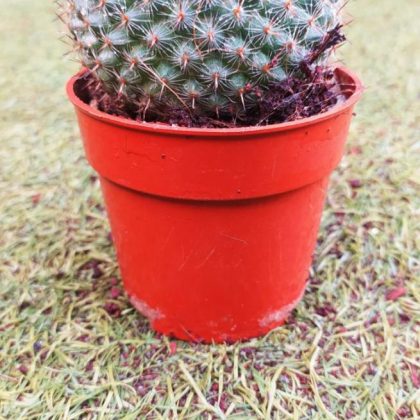 Mammillaria Albilanata 10 cm pot