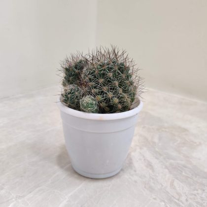 Mammillaria Discolor 7 cm pot