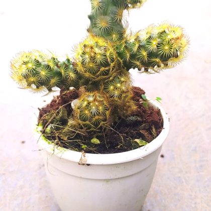 Mammillaria Elongata 7 cm pot