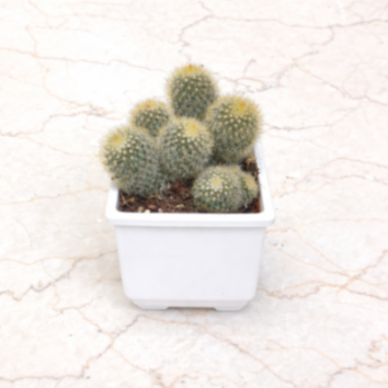 Mammillaria cactus 12 cm pot