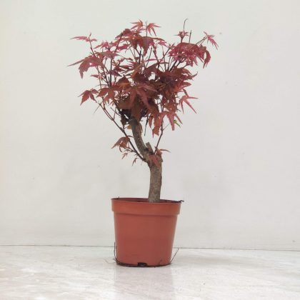 Maple 13.5 cm pot