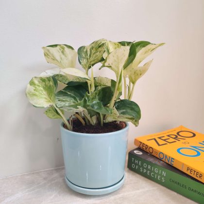 Marble Money Plant in Round Blue Ceramic Pot
